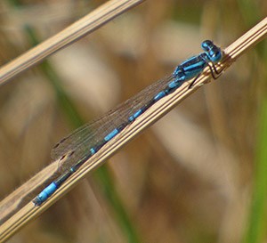 Mediterranean Bluet - Coenagrion caerulescens © John Muddeman